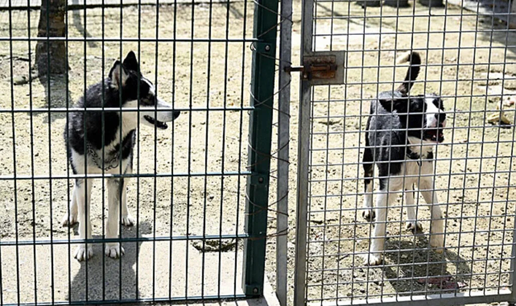 Hayvanları Koruma Kanunu Değişikliği Kabul Edildi