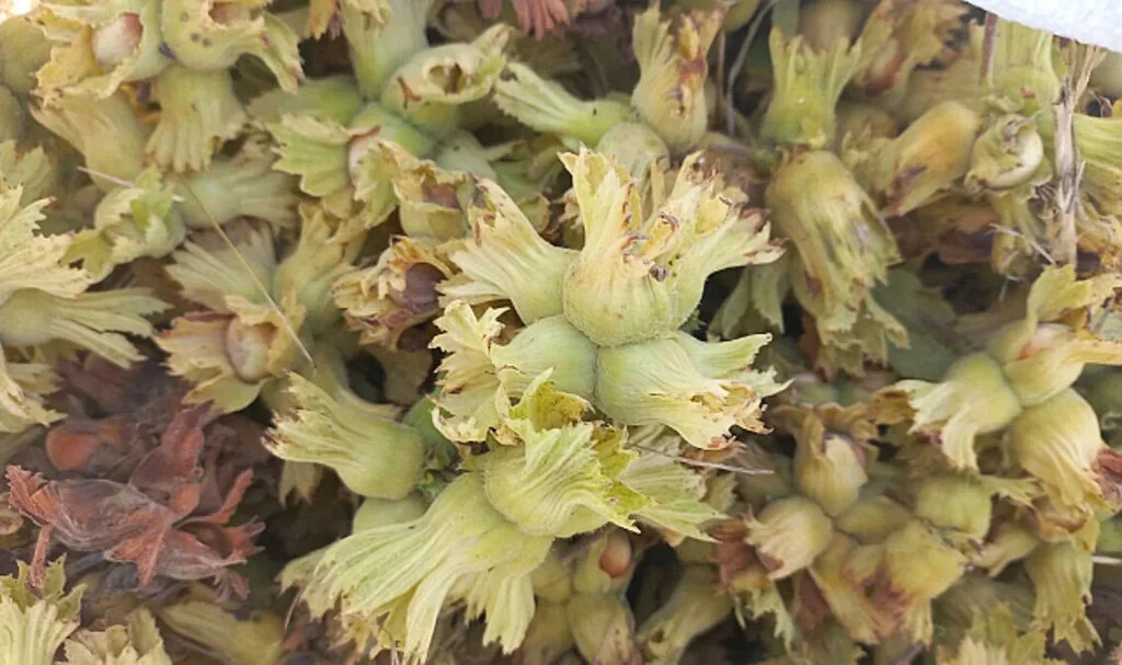 Karadeniz Bölgesi Fındık Hasadına Erken Başladı