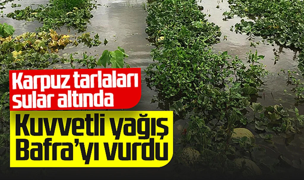 Kuvvetli Yağış Bafra'yı Vurdu! Karpuz Tarlaları Sular Altında