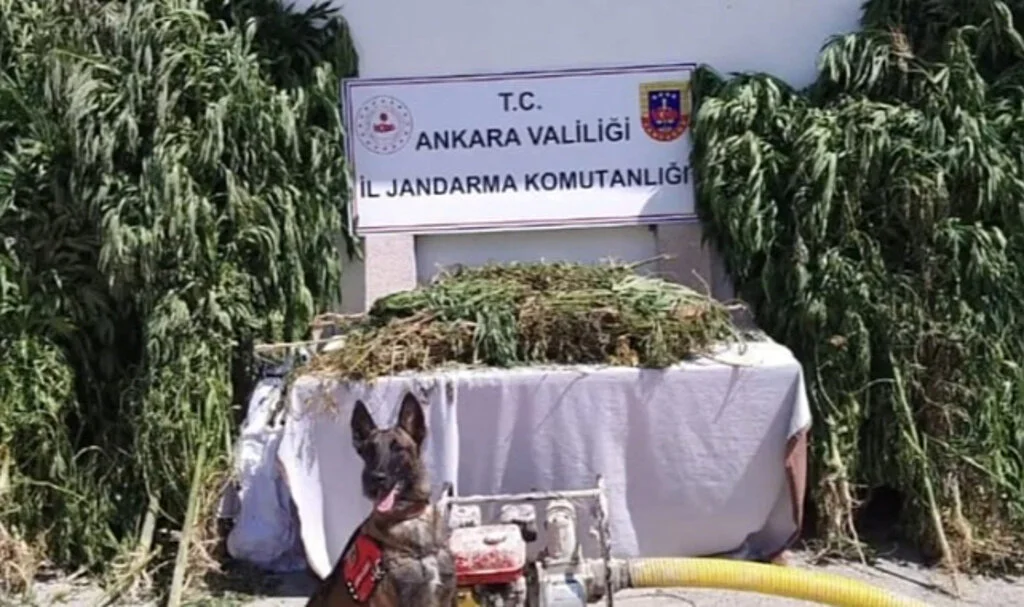 Milyonlarca Kök Kenevir ve Yüzlerce Kilogram Uyuşturucu Ele Geçirildi
