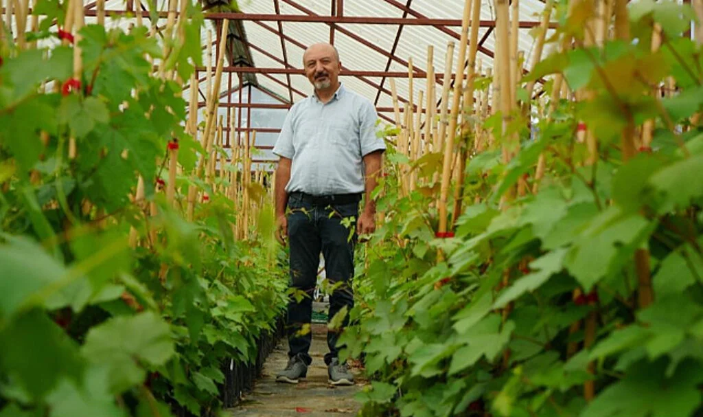 OMÜ'de Yeni Çekirdeksiz ve Erkenci Üzüm Çeşitleri Geliştiriliyor