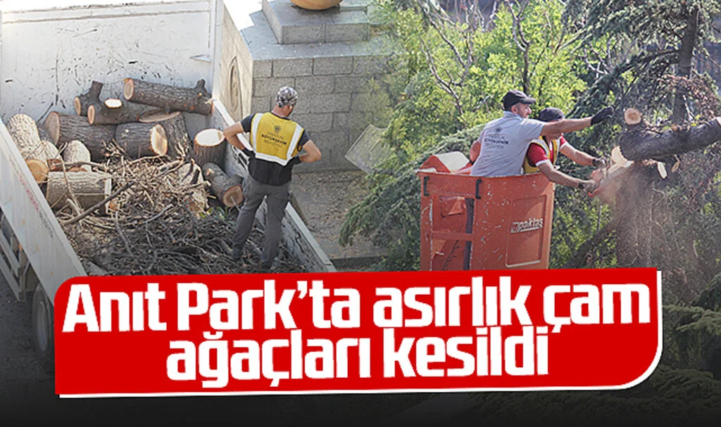 Samsun Anıtpark'ta Asırlık Çam Ağaçları Kesildi