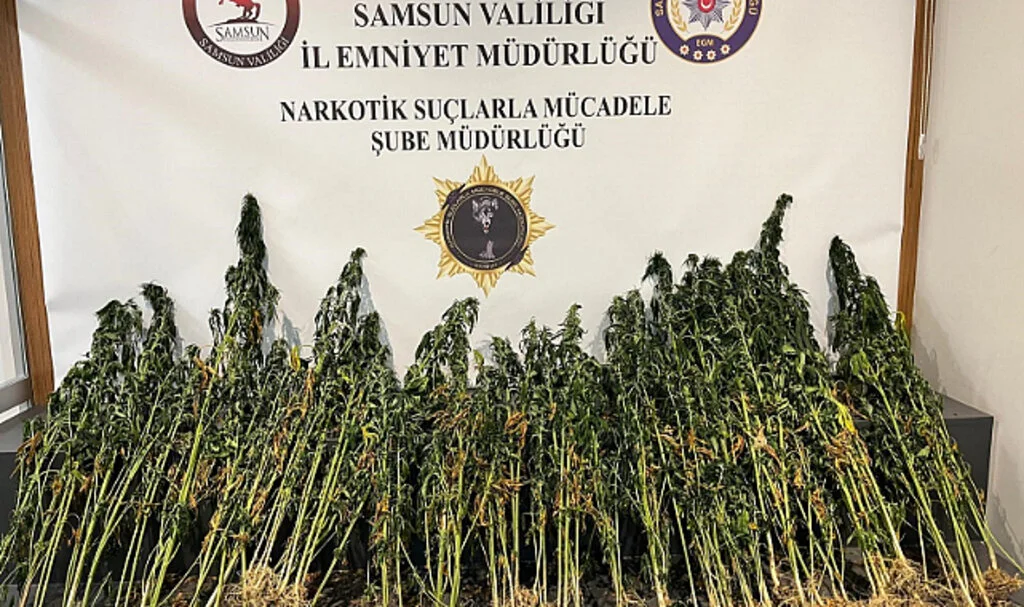 Samsun'da 178 kök kenevir bitkisi ele geçirildi