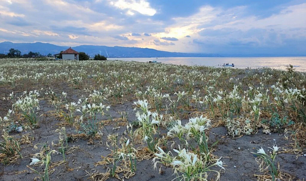 Samsun'da Costal sahili, kum zambaklarıyla doldu