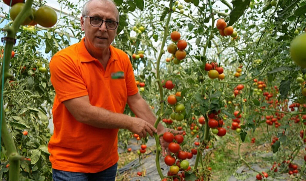 Samsun'da Hastalığa Dayanıklı Melez Domates Üretildi