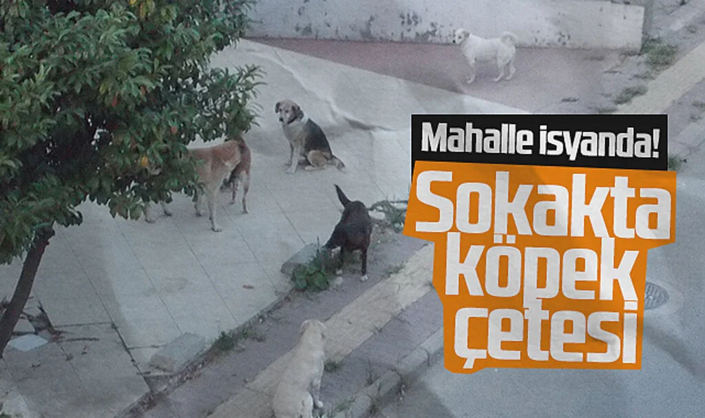 Samsun'da köpek çetesi: Mahalleli isyanda!
