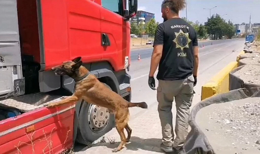 Samsun'da narkotik dedektör köpeği tırda çeşit çeşit uyuşturucu buldu