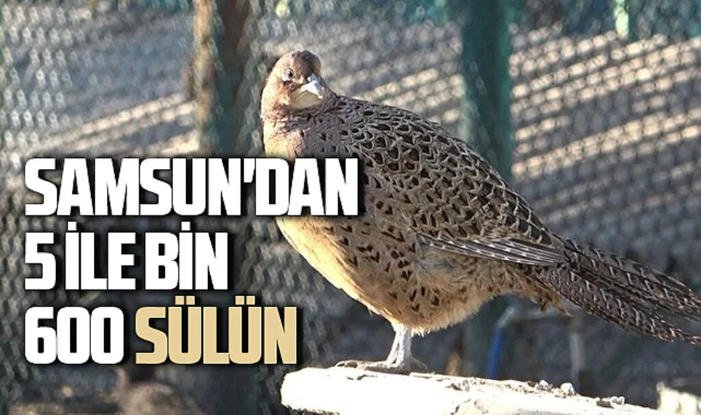 Samsun'dan 5 İle Bin 600 Sülün
