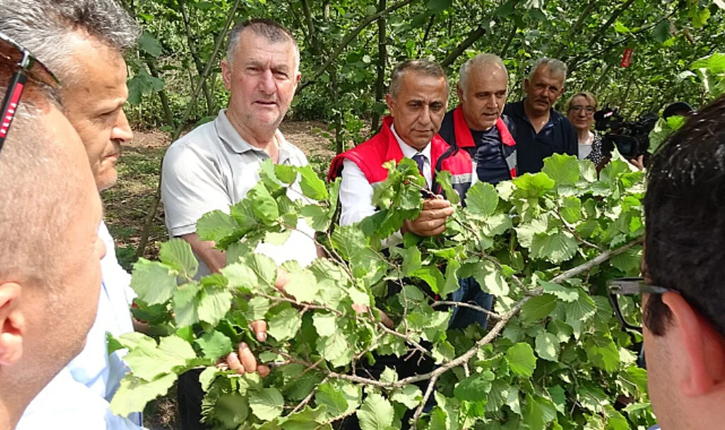 Samsun Fındık Rekolte Tahmini Tamamlandı