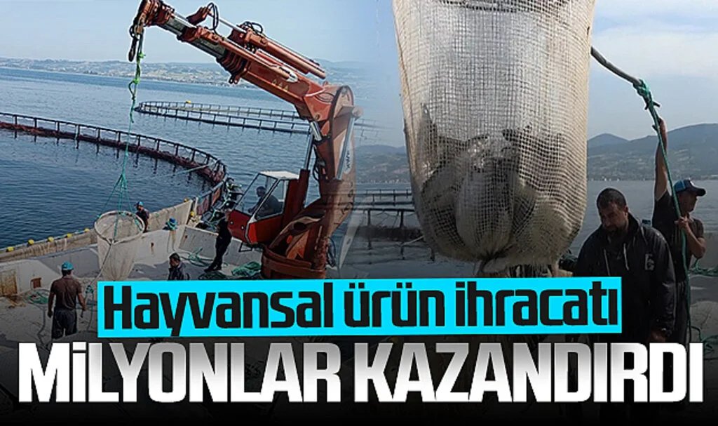 Samsun Hayvansal Ürün İhracatından Milyonlarca Döviz Kazandı