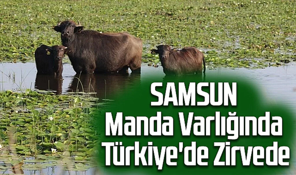 Samsun, Manda Varlığında Türkiye'de Zirvede