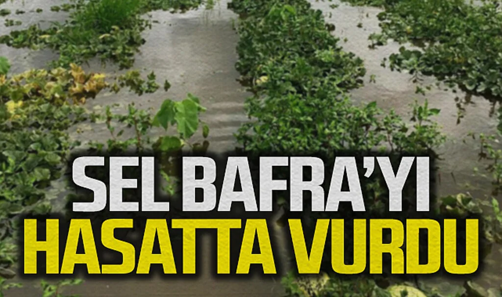 Sel Bafrayı Hasatta Vurdu Çiftçiler İsyan Etti
