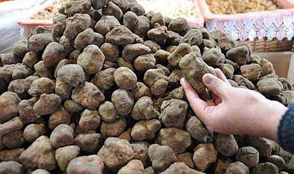 Servet Değerinde: Köylüler 'Domalan' Peşinde