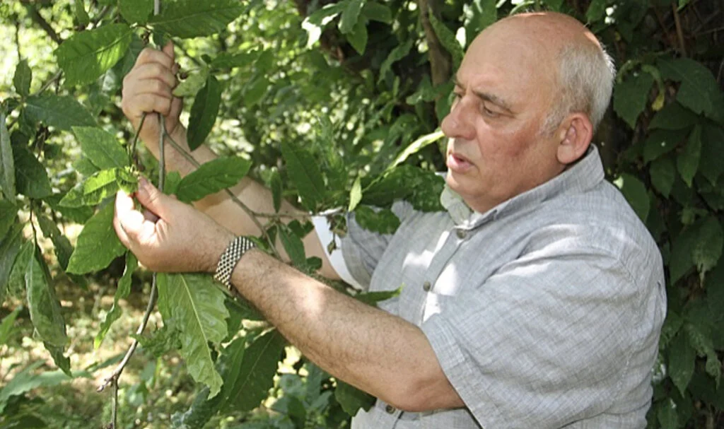 Sinop'ta Kestane Üretiminde Artış Bekleniyor