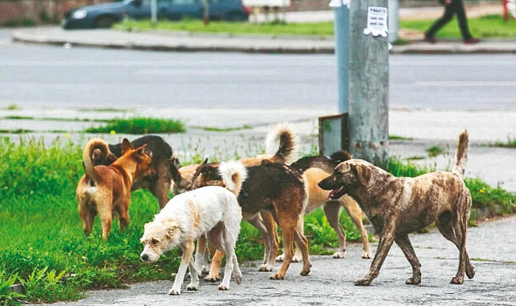 Sokak Hayvanları Yasasında İlk 3 Madde Komisyondan Geçti