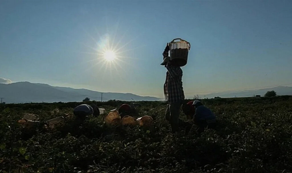 Tarımsal Desteklerden 2,9 Milyon Çiftçi Faydalandı