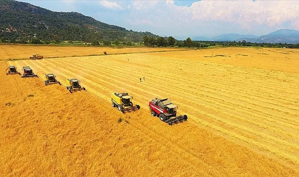 TMO: Buğday İthalatı Yasağı 15 Ekim'den Önce Kaldırılmayacak