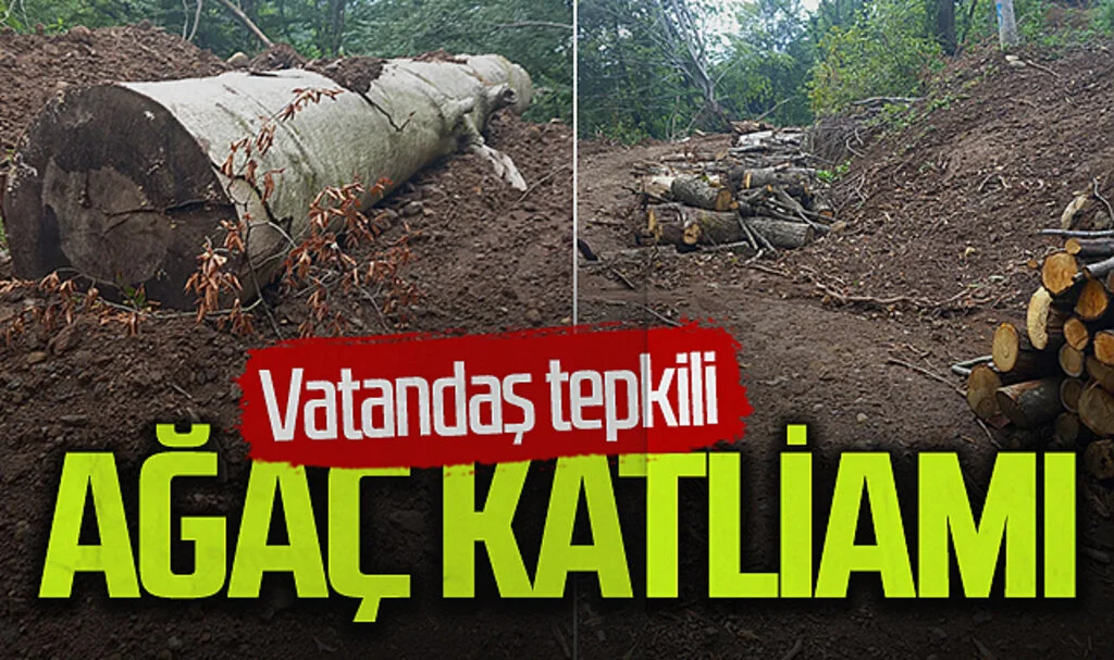 Vatandaşlardan Ağaç Katliamı Şikayeti