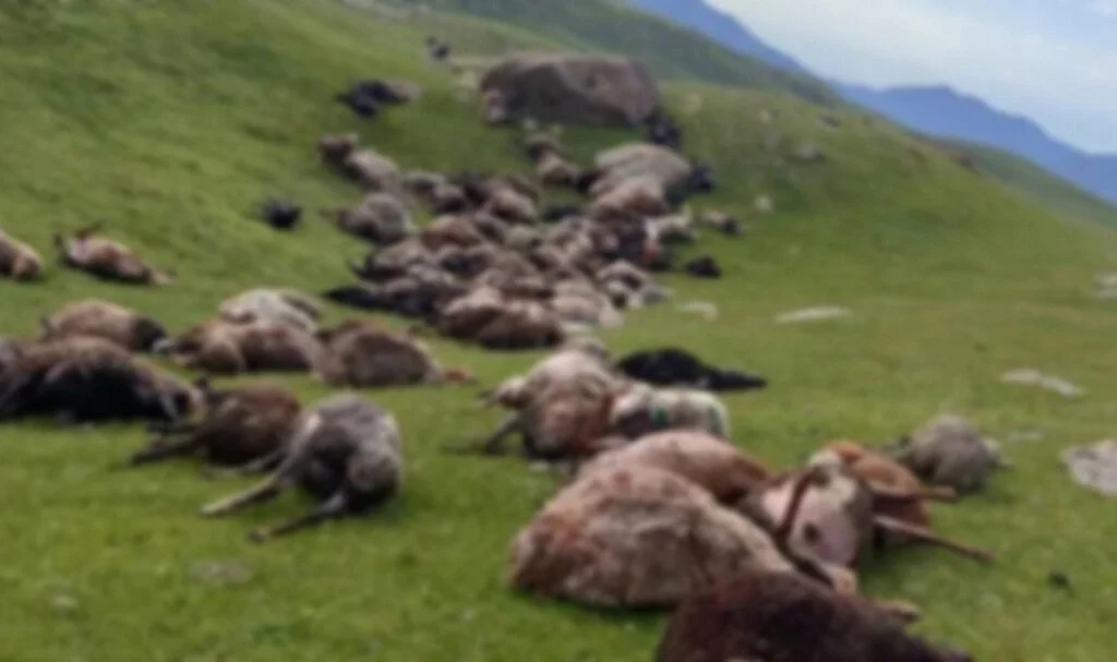 Yıldırım Felaketi: 250 Koyun Telef Oldu