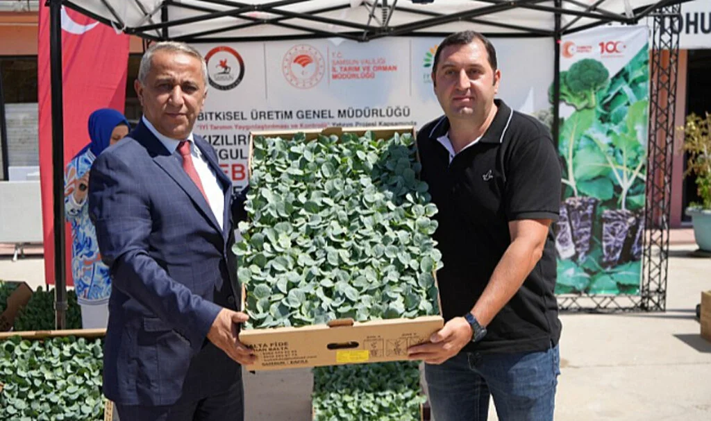 Bafra Ovası'nda Çiftçilere 270 Bin Kışlık Sebze Fidesi Dağıtıldı
