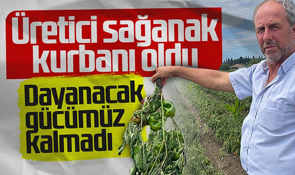 Bafra Ovası'nda Üreticiler Ani Sağanakların Kurbanı Oldu: "Dayanacak Güç Kalmadı"