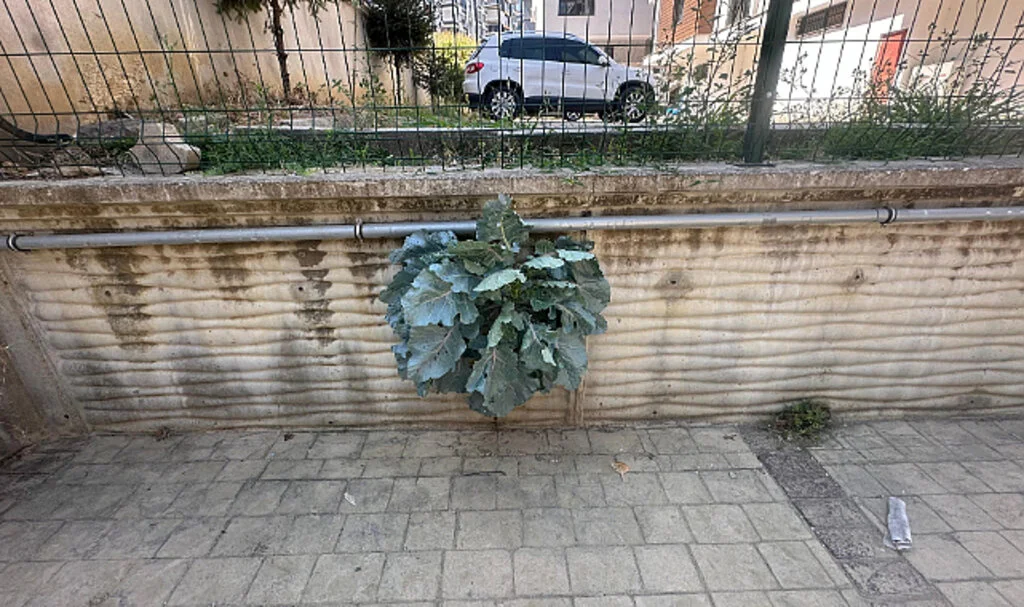 Betonu Delip Geçti! Samsun'daki Karalahananın İnadı Şaşkınlık Yarattı