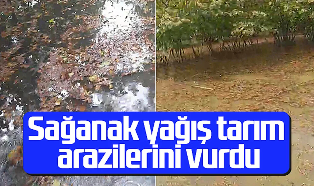 Çarşamba'da Sağanak Yağış Tarım Arazilerini Vurdu