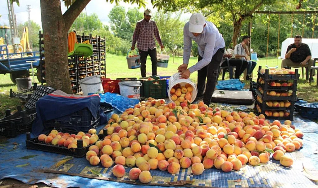 Çarşamba Ovası'nda Şeftali Hasadı Yüz Güldürüyor