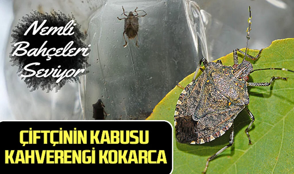 Çiftçinin Kabusu Kahverengi Kokarca: Nemli Bahçeleri Seviyor