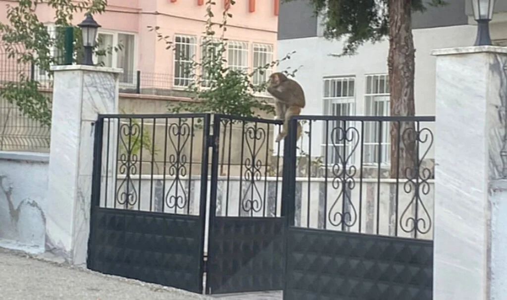 Çorum'da Maymun Alarmı: Genç Kız Hastaneye Kaldırıldı