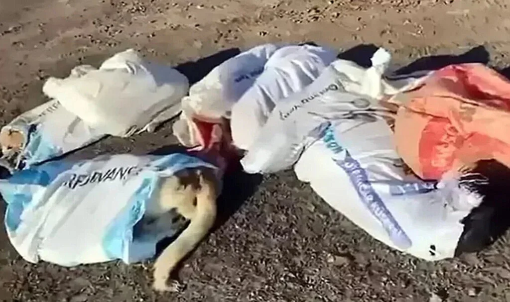 Çuvallarda Ölü Köpekler Bulundu: 4 Kişi Gözaltında
