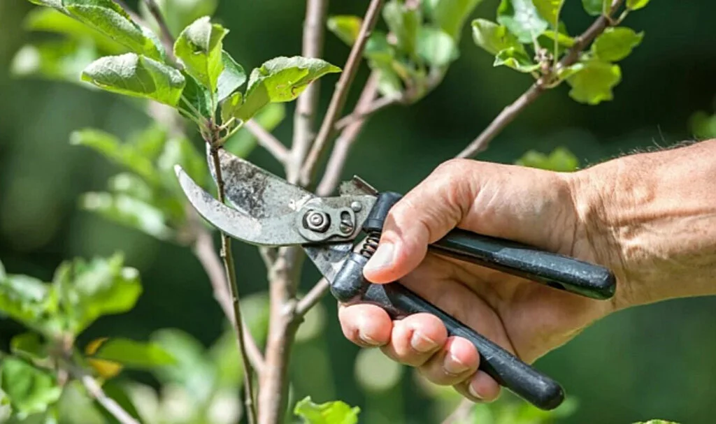 Eylül Ayında Budanması Gereken Ağaç ve Bitkiler