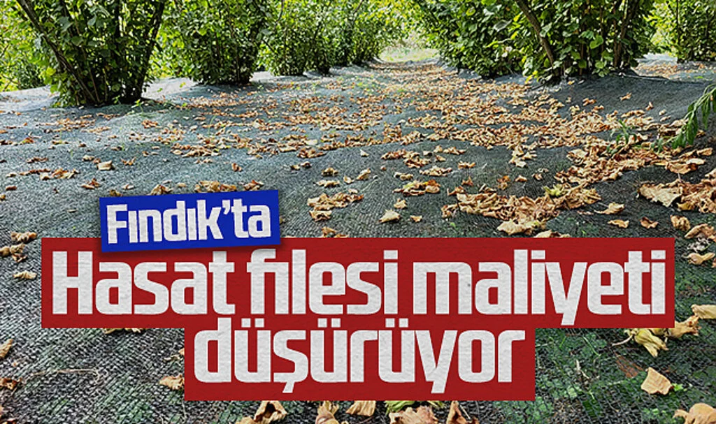 Fındık Üreticileri Hasat Filesi ile Maliyetleri Düşürüyor