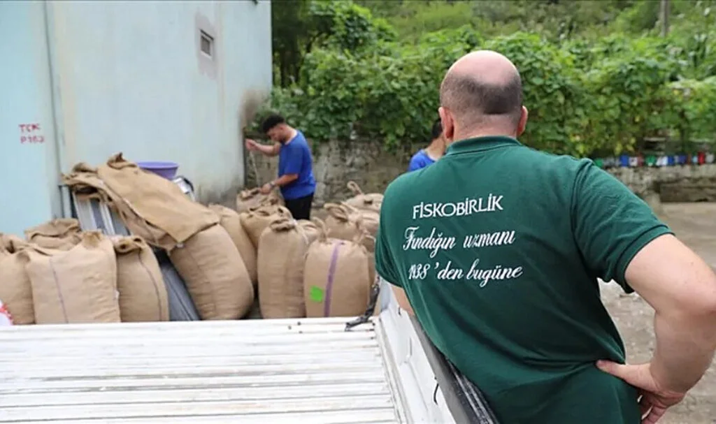 Giresun Tombul Fındığına Kilogram Başına 1 Lira Fark Ödenecek