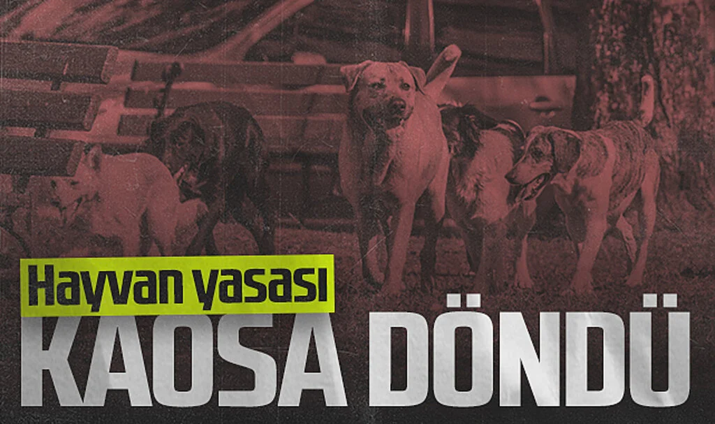 Hayvan Yasası Kaosa Döndü