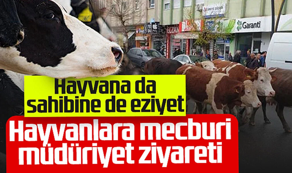 Hayvanlara Mecburi Müdüriyet Ziyareti