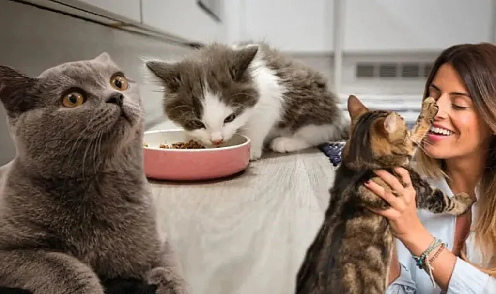 Kedi Sahiplenmenin Gerçek Maliyeti: Aylık ve Yıllık Masraflar