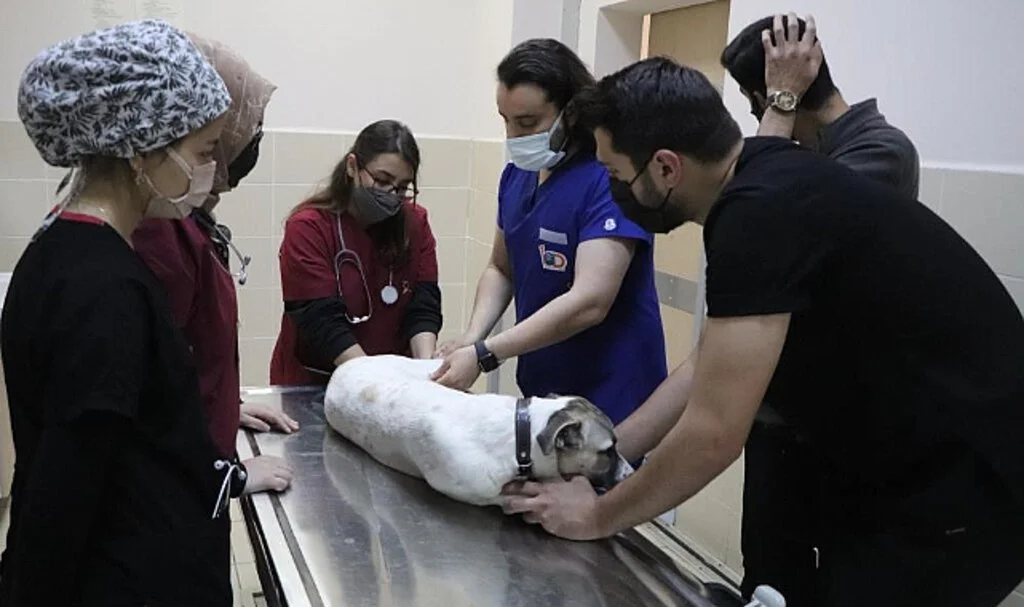 OMÜ Hayvan Hastanesi'nde 20 Bini Aşkın Hayvana Tedavi Hizmeti