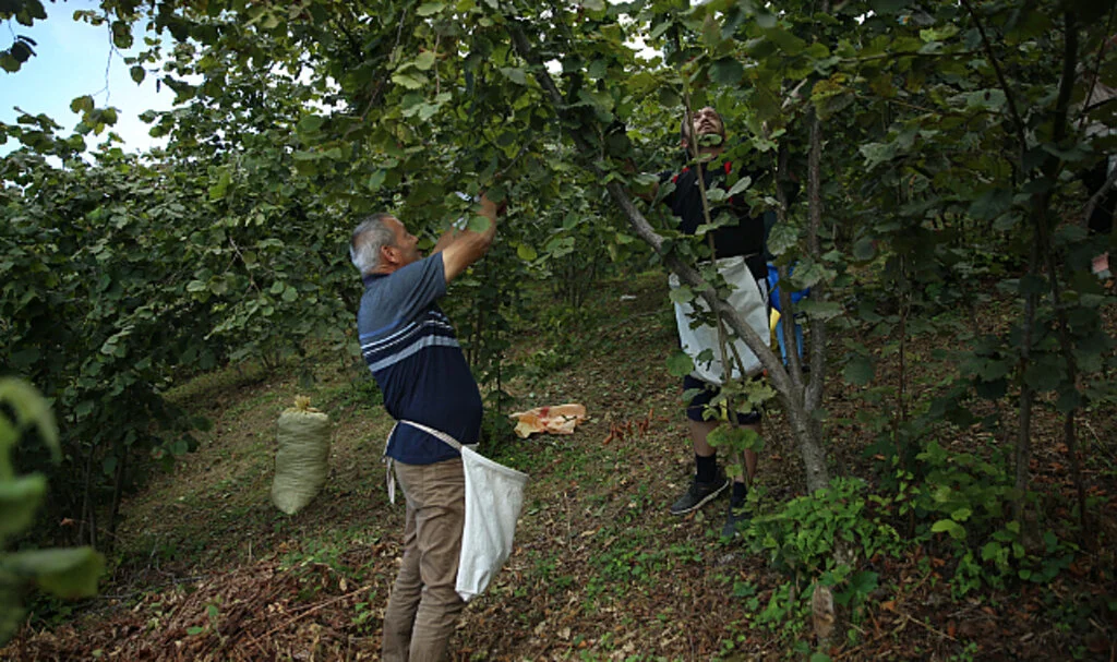 Ordu'da Fındık Hasadı Erken Başladı