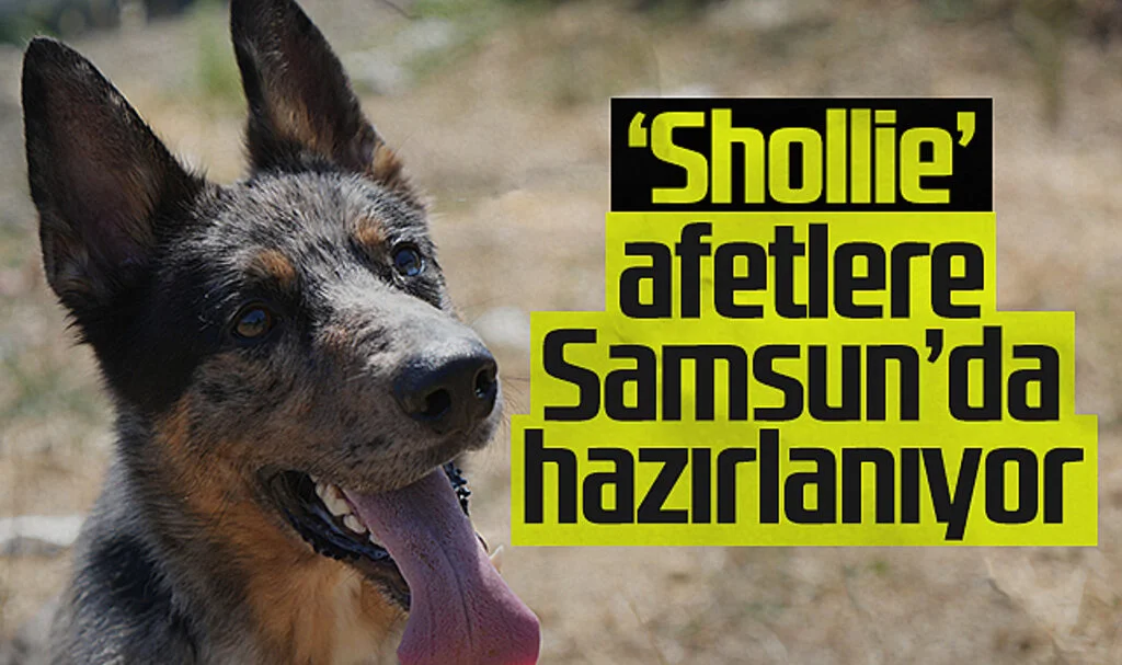 Sağlık Bakanlığı'nın İlk Arama-Kurtarma Köpeği 'Shollie', Samsun'da Afetlere Hazırlanıyor