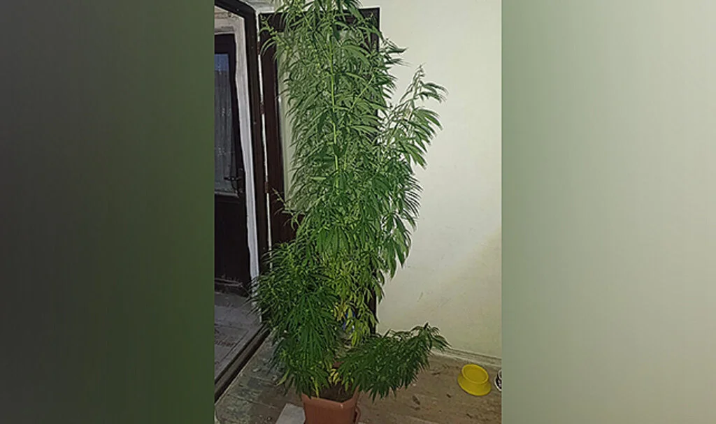 Saksıda 2,5 Metrelik Kenevir Yetiştiren Kişi Samsun'da Yakalandı