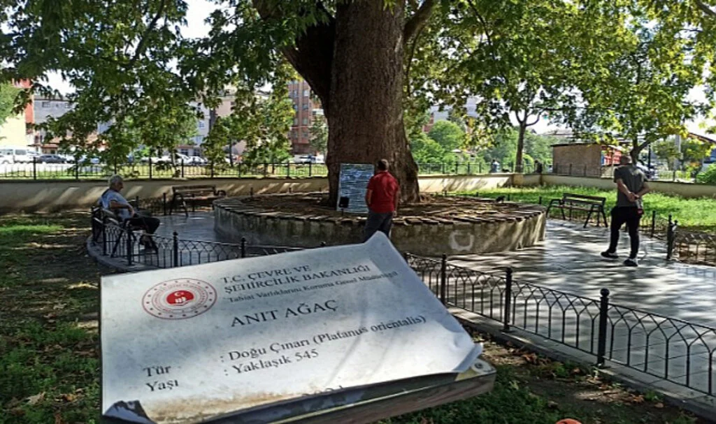 Samsun'da 545 Yıllık Çınar Ağacı Yazın Serinlik Sığınağı Oldu