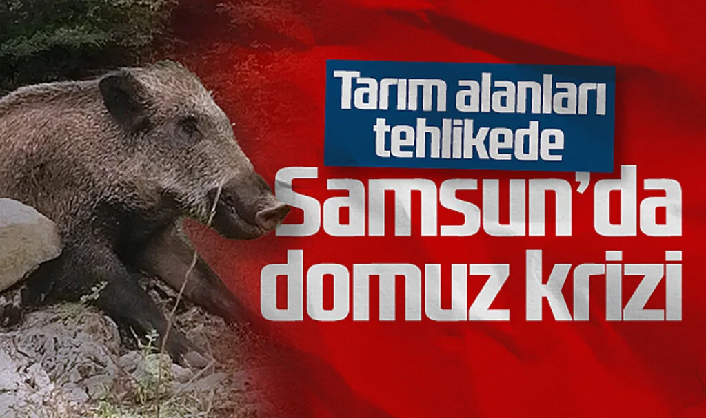 Samsun'da Domuz Krizi! Tarım Alanları Tehlikede...