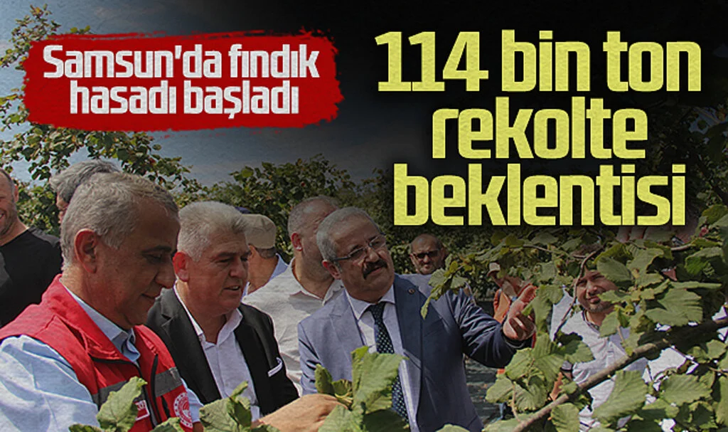 Samsun'da Fındık Hasadı Başladı: 114 Bin Ton Rekolte Beklentisi