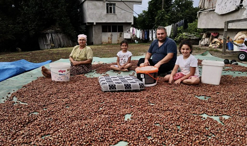 Samsun'da Fındık Mesaisi Sürüyor: Üreticiler Hasat ve Kurutma İşleminde