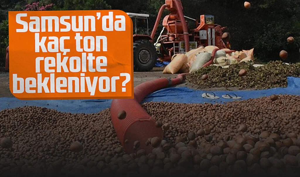 Samsun'da Kaç Ton Fındık Rekoltesi Bekleniyor?