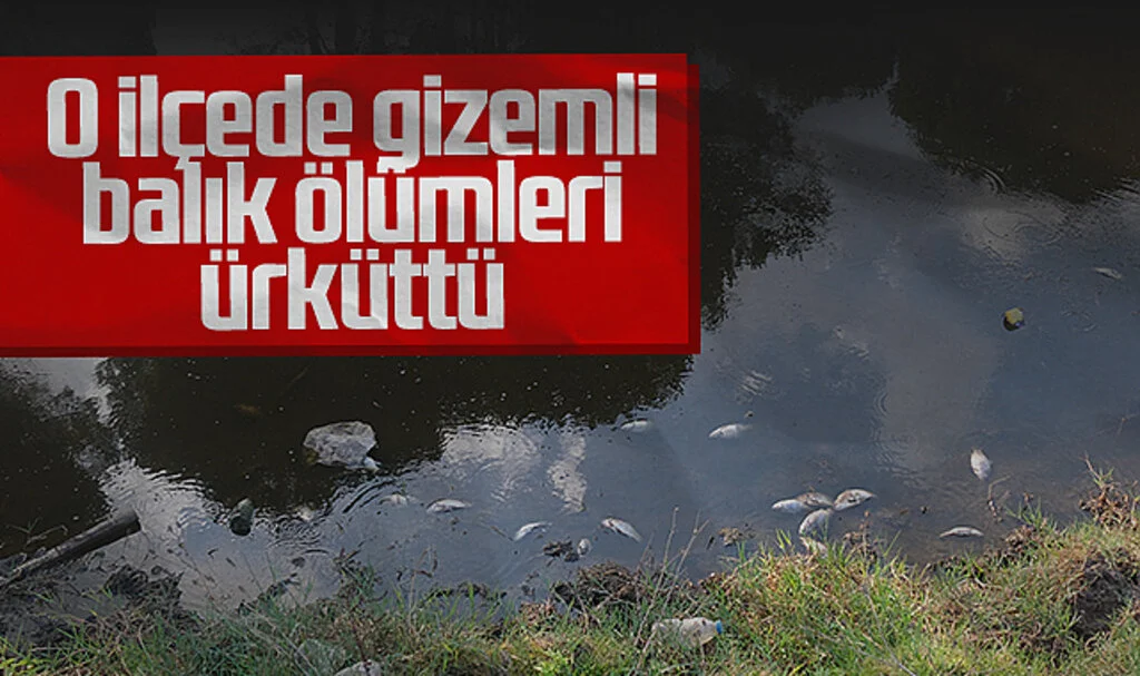 Samsun'un O İlçesinde Gizemli Balık Ölümleri Ürküttü