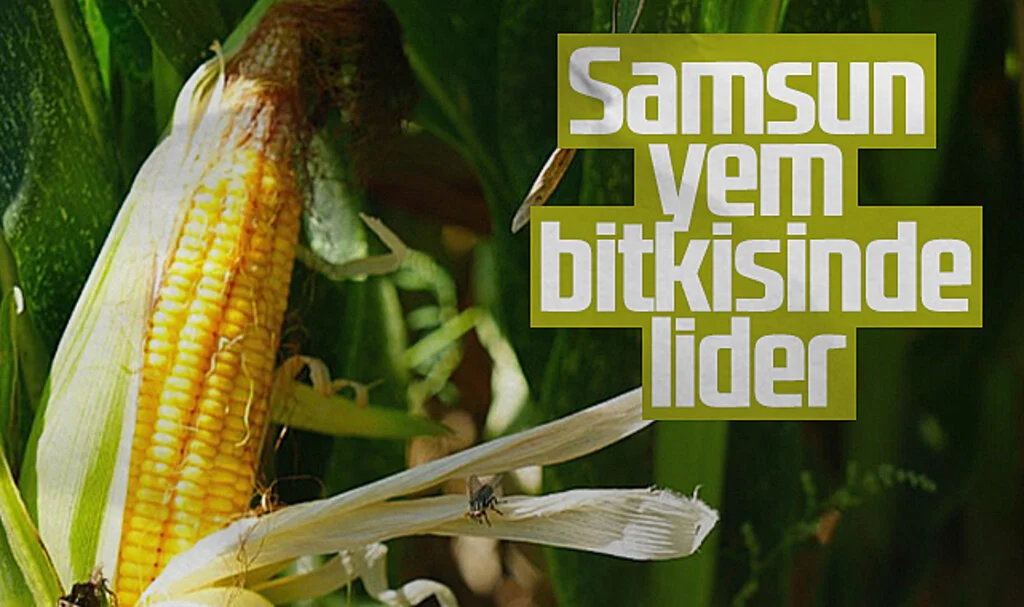Samsun, Yem Bitkileri Üretiminde Türkiye Lideri Oldu