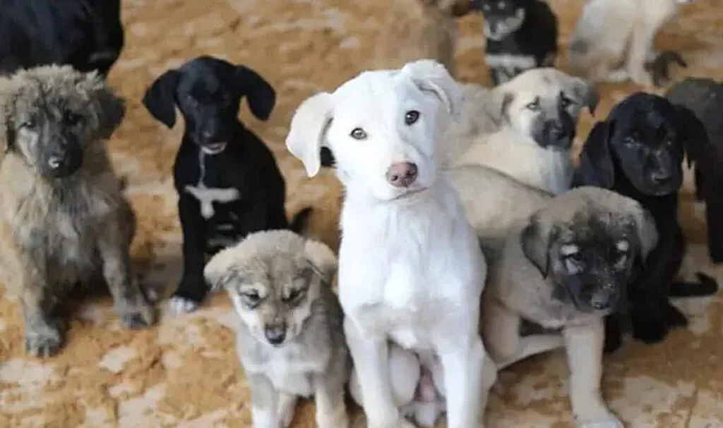 Sokak hayvanları yasası Resmi Gazete'de yayımlanarak yürürlüğe girdi!