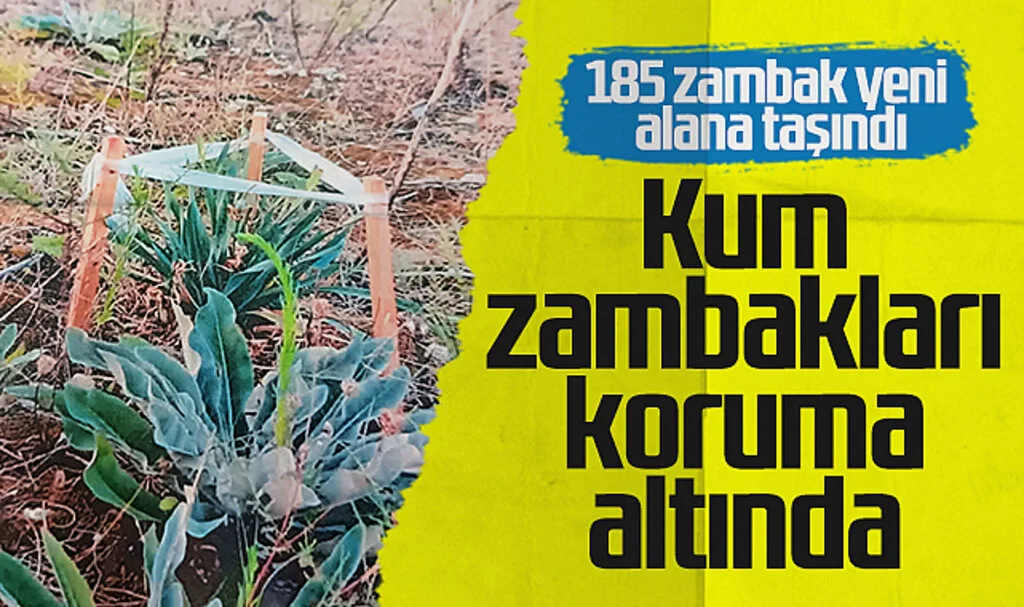 Terme Belediye Başkanı Kul, Kum Zambaklarının Korunması İçin Adım Attı